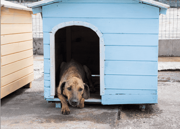 Como Construir uma Casinha de Cachorro