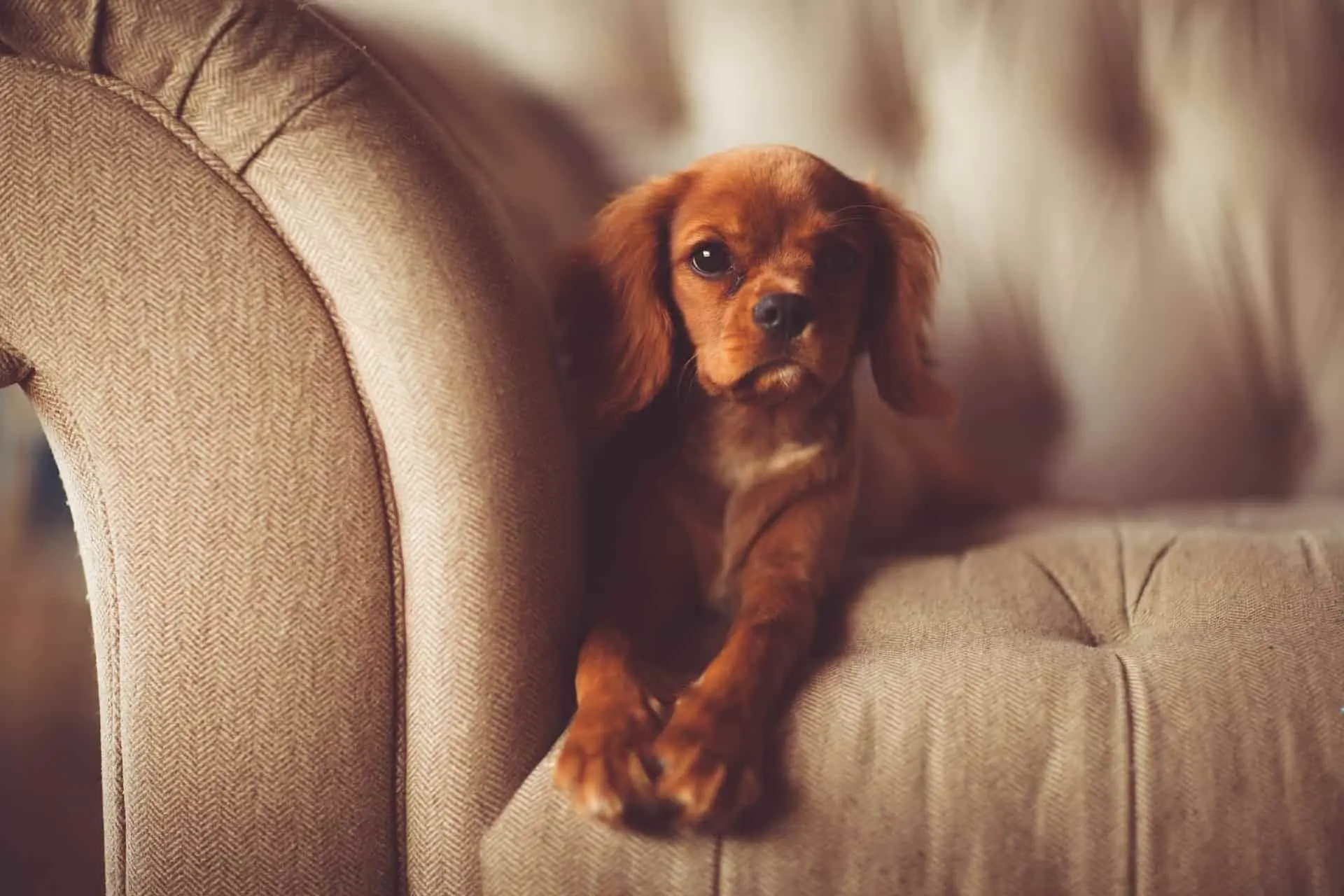 Como tirar cheiro de urina de cachorro com 8 receitas